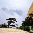 Hardy Pine Trees of Mount Huashan